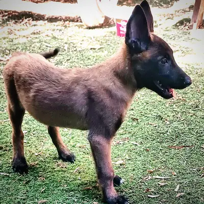 Muhteşem Belçika kurdu Malinois 