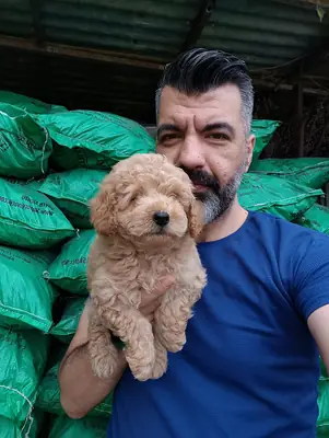 Poodle bebekler 