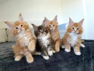 GATITO MAINE COON BUSCANDO UNA FAMILIA QUE LO CUIDE 34/ 632 / 000/ 221