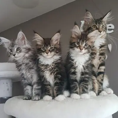 GATITO MAINE COON ESPERANDO ENCONTRAR UN HOGAR LLENO DE CARIÑO 34/ 632 / 000/ 221