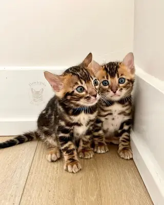 甜美而顽皮的缅因猫小猫等待新家 34/ 632 / 000/ 221