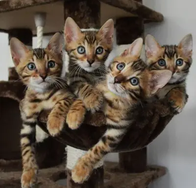 ÇOK SEVİLEN BİR AİLE BEKLEYEN MAINE COON KEDİ