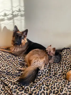 Усыновление немецкой овчарки | Умная и преданная собака