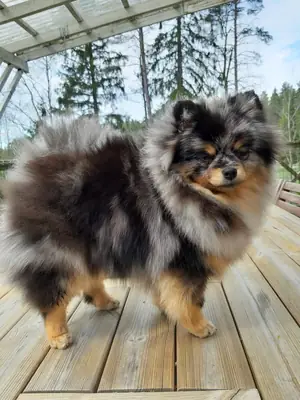 博美犬领养 | 小型犬