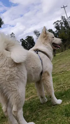 Adopter un Pungsan | Une race rare et puissante