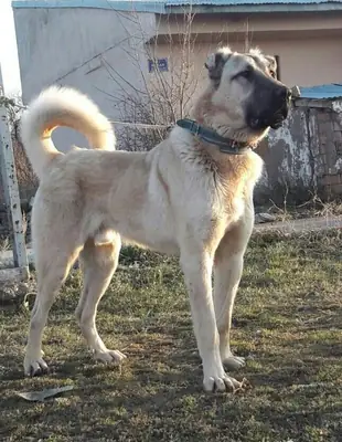 土耳其猎狼犬领养 | 强壮的犬种