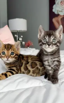 ÇOK SEVİLEN BİR EVDE BEKLEYEN MAINE COON KEDİ