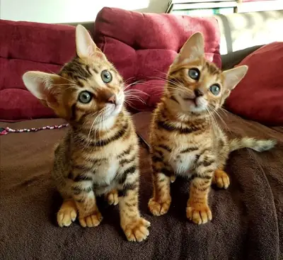等待家庭分享美好时光的缅因猫小猫 34/ 632 / 000/ 221