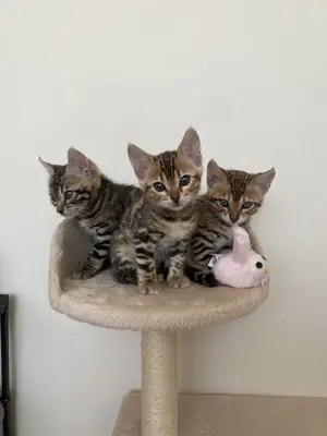 缅因猫小猫寻找一个温暖的家庭 34/ 632 / 000/ 221