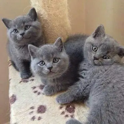英国短毛猫等待寻找一个温暖的家庭 34/ 632 / 000/ 221