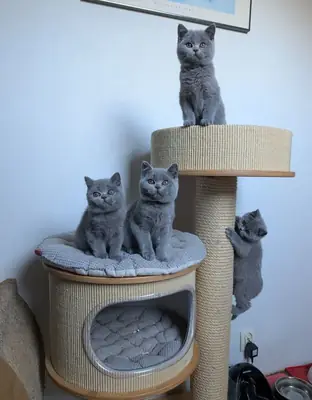 BRITANYA KISIR KEDİSİ, ONU SEVECEK BİR AİLE BEKLİYOR 34/ 632 / 000/ 221