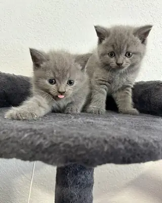 准备寻找新家的英国短毛猫小猫 34/ 632 / 000/ 221