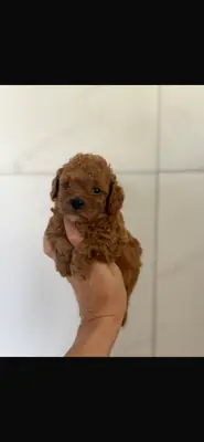 Sevimli redbrown toypoodleımız