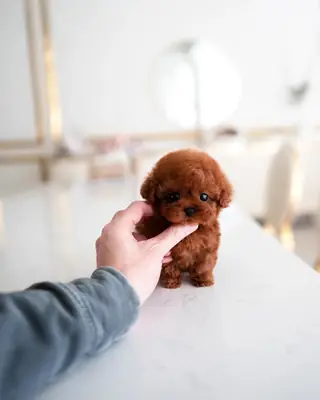 Lindo cachorro de caniche busca un nuevo hogar. 