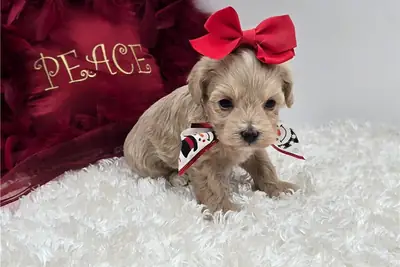 马尔提普犬幼犬