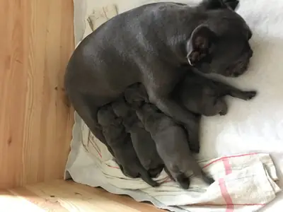 法国斗牛犬幼犬