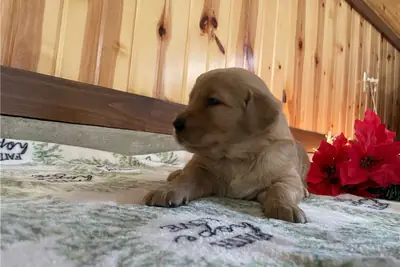 金毛寻回犬幼犬