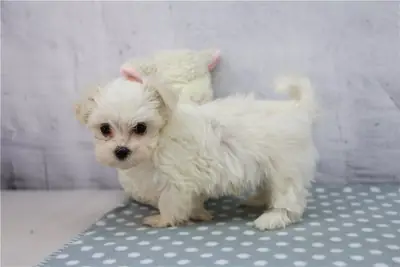 Maltese Yavruları