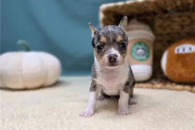 Chihuahua Yavruları