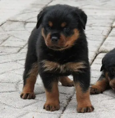 Rottweiler Yavruları