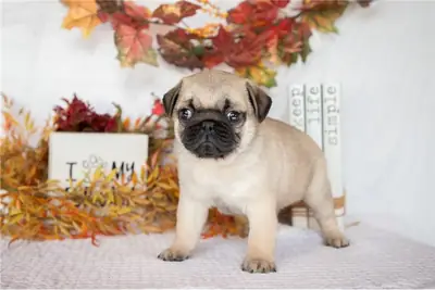 巴哥犬幼崽