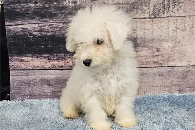 Cachorros de Bichón Frisé