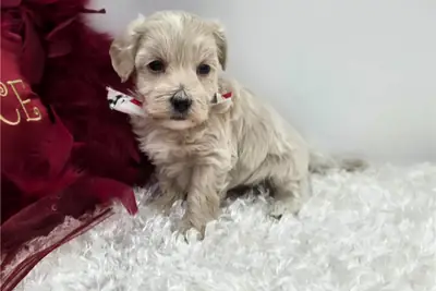 马尔提普犬幼犬