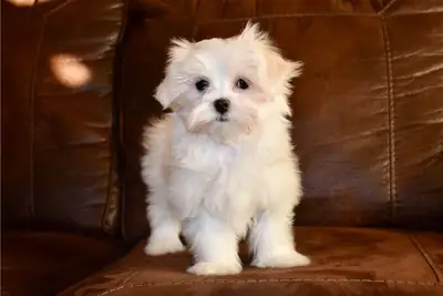 马尔济斯犬幼犬