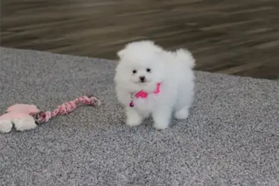 Pomeranian Yavruları