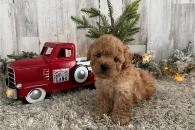 马尔提普犬幼崽