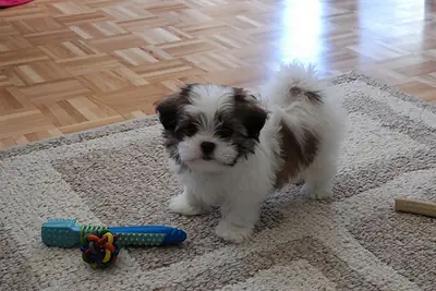 adorable shih tzu puppies Contact me at vanessamy922 @ g mail.com