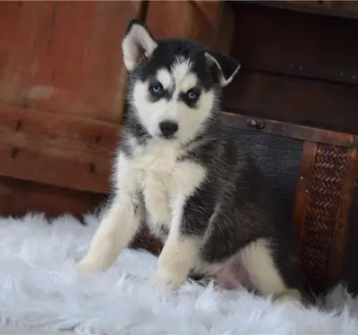 Husky Siberiano