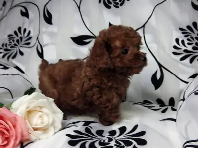 Güzel Poodle Yavru Bana vanessamy922 @ g mail.com adresinden ulaşın