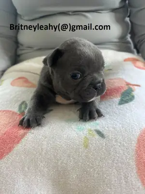 可爱的法式斗牛犬幼犬