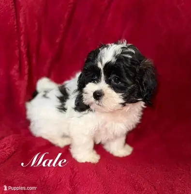 Shihpoo (Caniche Toy)