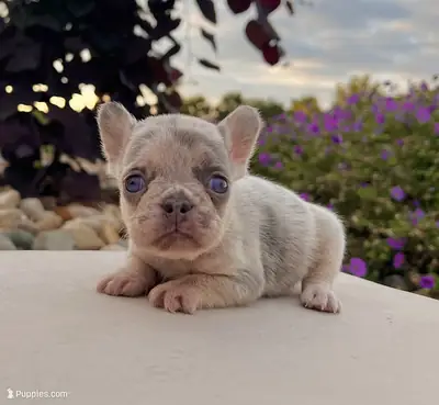 Chiots bulldog français