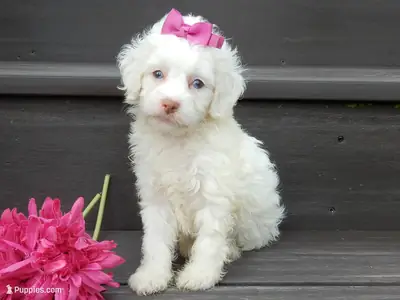 Cachorro Cockapoo macho y hembra