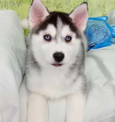 Husky Siberiano Hembra 2834 *Listo*