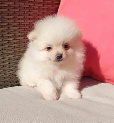 Pomerania Macho de Grana y Pompom 1881 *Disponible*