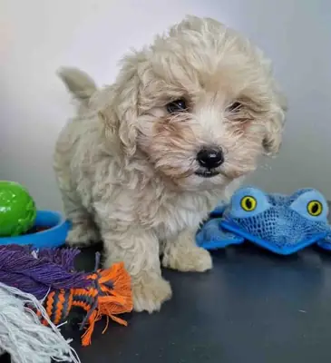 马尔济斯犬公 CA 1709 *出售*