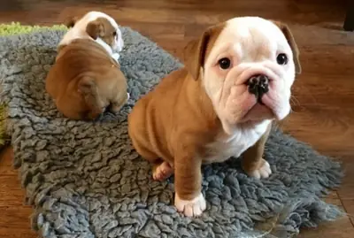 Bulldog anglais enregistré