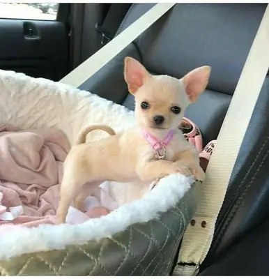 注册犬舍俱乐部的吉娃娃出售