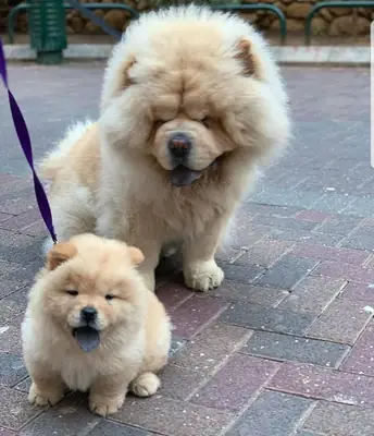 Beaux chiots Chow Chow rouges enregistrés KC