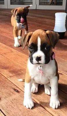 Chiots Boxer à vendre, seulement 2 à queue courte