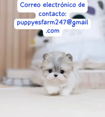 准备回家的马尔提普犬幼犬免费