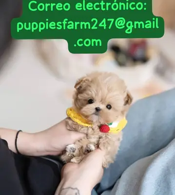 Sevimli Maltipoo yavruları ücretsiz evlat edinme için