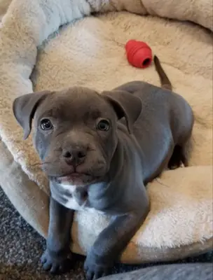 🐶❤️ ¡Conoce a este adorable Staffordshire Terrier! 🐾✨