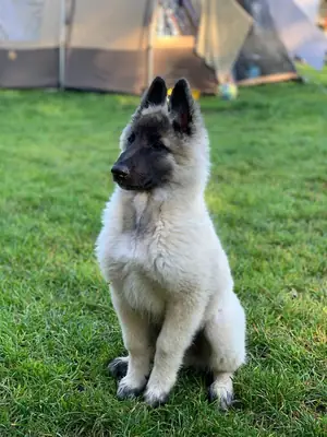 ¡Conoce a este magnífico Pastor Belga! ✨🐾