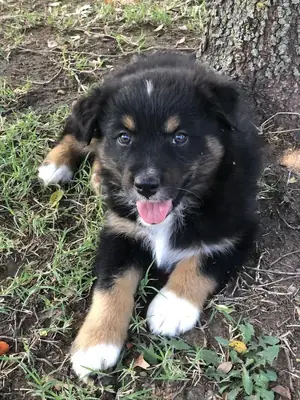 Познакомьтесь с этой очаровательной Миниатюрной Американской Овчаркой! 🐾✨