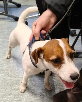 küçük ama yorucu bir köpek